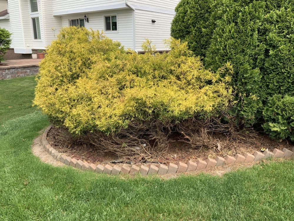 Yellow shrubbery with brown, wilted branches in a landscaped garden bordered by bricks.