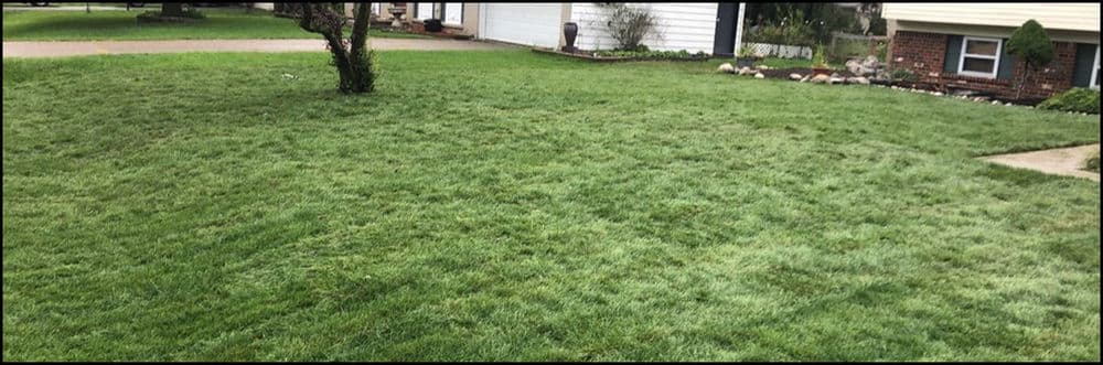 Lush green lawn with freshly mowed grass and residential homes in the background.